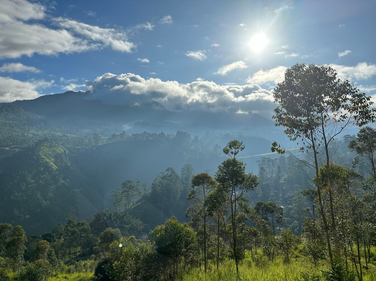 Tidbits from Tea&nbsp;Country